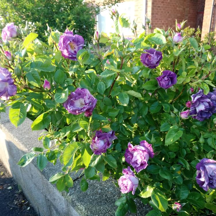 plant image 714866