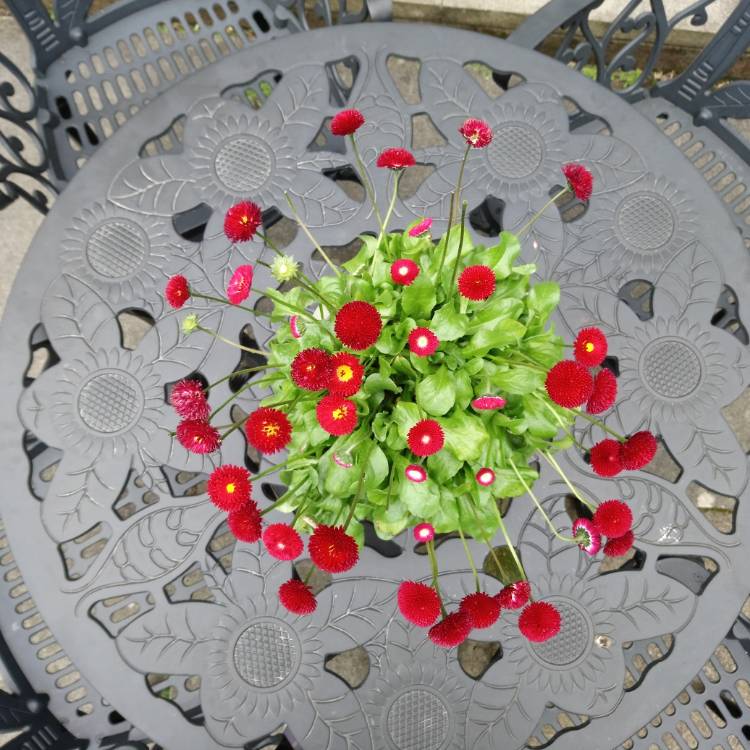 Plant image Bellis Perennis 'Romi Red'