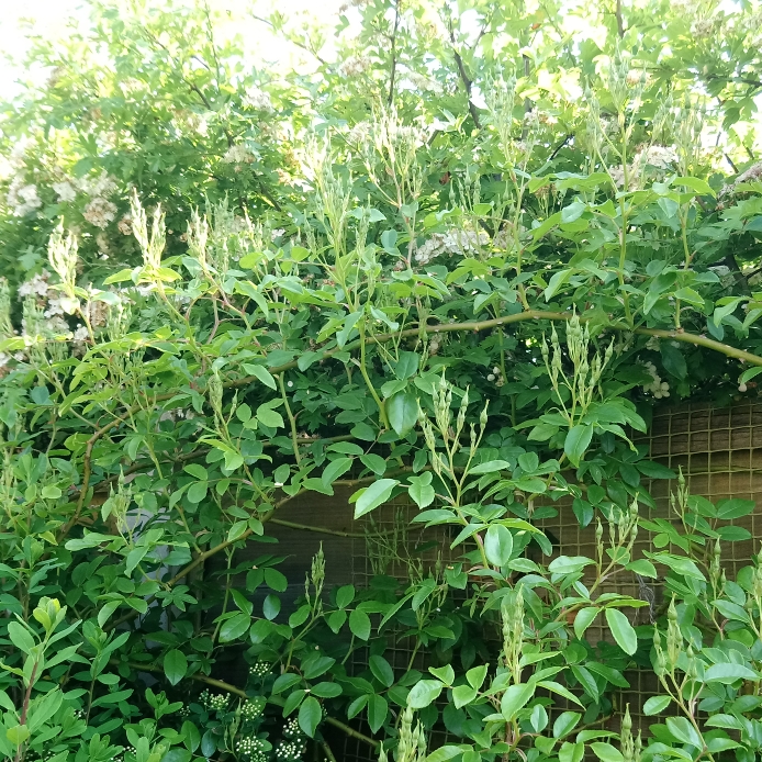 plant image 717578 plant image 717578