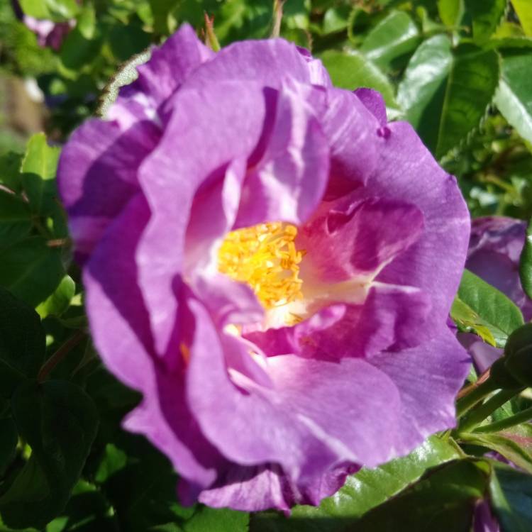 plant image 717733