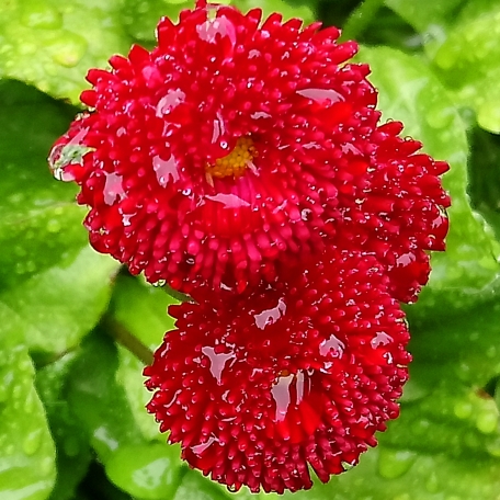 Plant image Bellis Perennis 'Romi Red'
