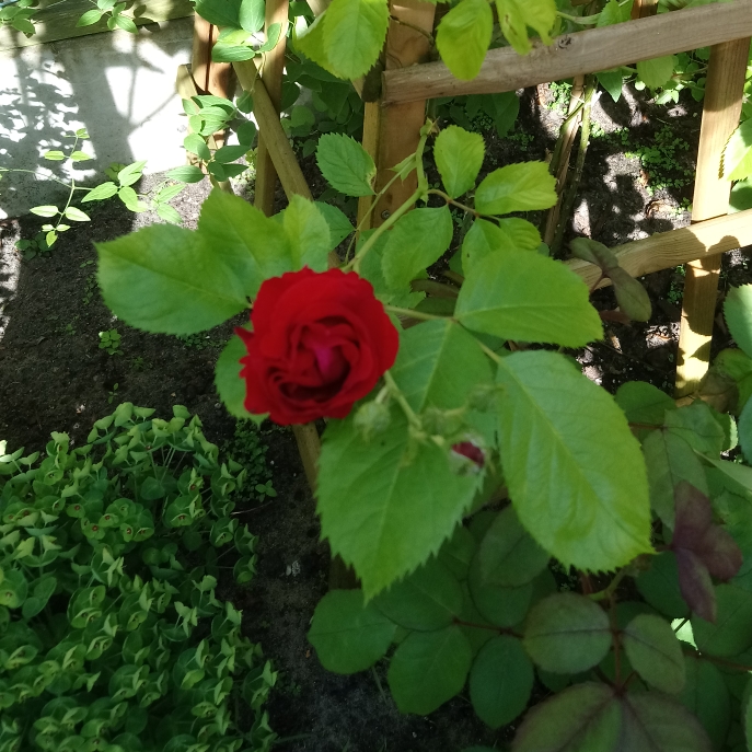 plant image 731511 plant image 731511
