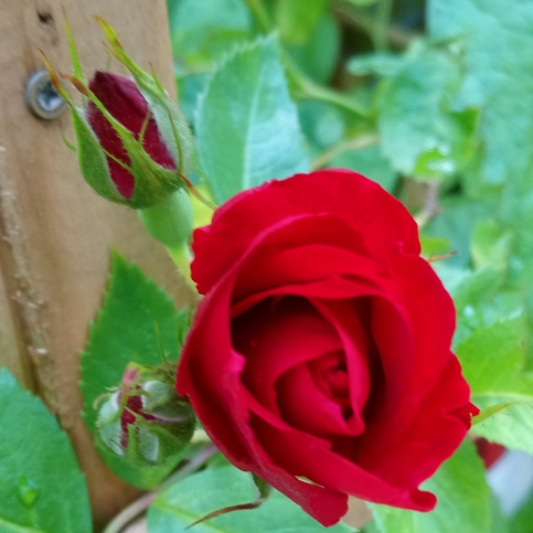 Plant image Rosa 'Korflata' syn. Rosa 'Flammentanz', Rosa 'Flame Dance', Rosa 'Flaming Dance', Rosa 'Vlammenspel'
