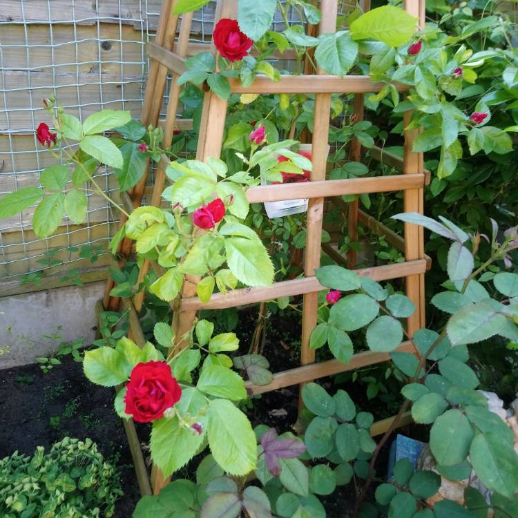 plant image 734134 plant image 734134