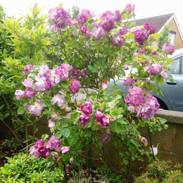 plant image 735928