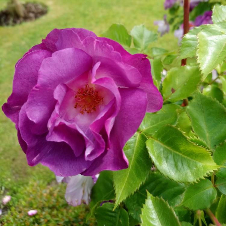 plant image 735929