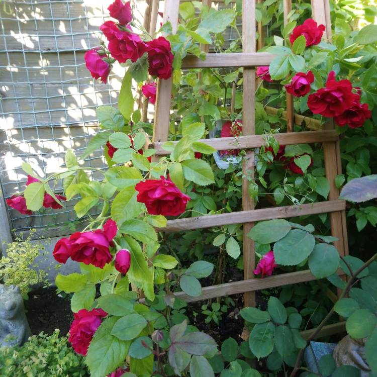 Plant image Rosa 'Korflata' syn. Rosa 'Flammentanz', Rosa 'Flame Dance', Rosa 'Flaming Dance', Rosa 'Vlammenspel'