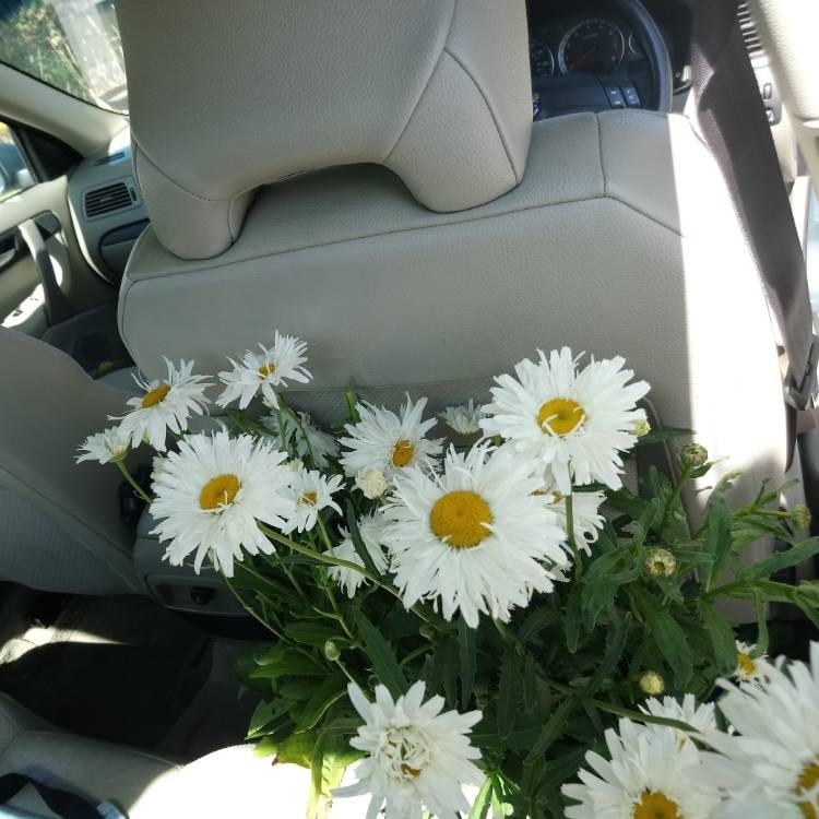 plant image 771557 plant image 771557