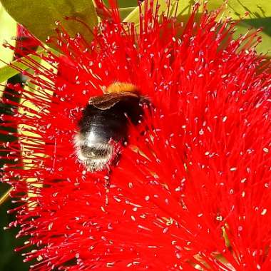 Callistemon Citrinus 'Crimson'