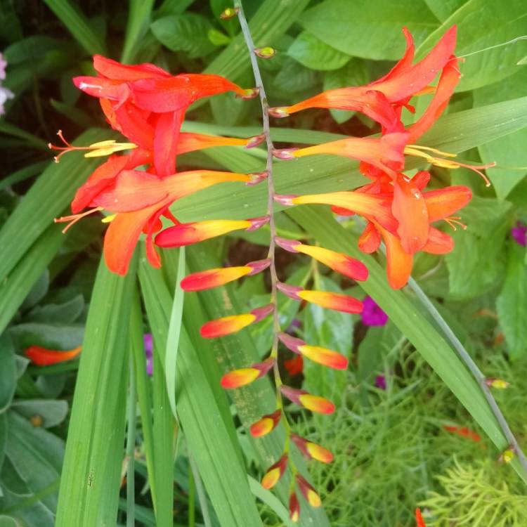 plant image 792818