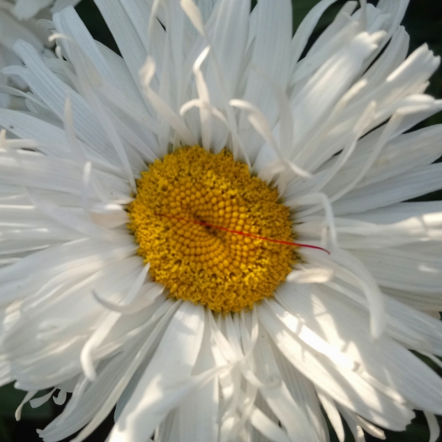 plant image 792936 plant image 792936