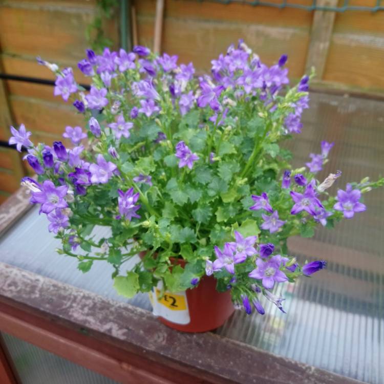 Plant image Campanula carpatica 'Rapido Blue Harebells'
