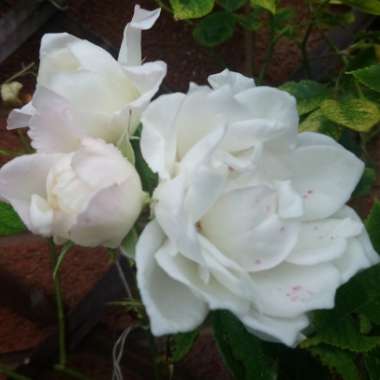 Rosa 'Climbing Iceberg'