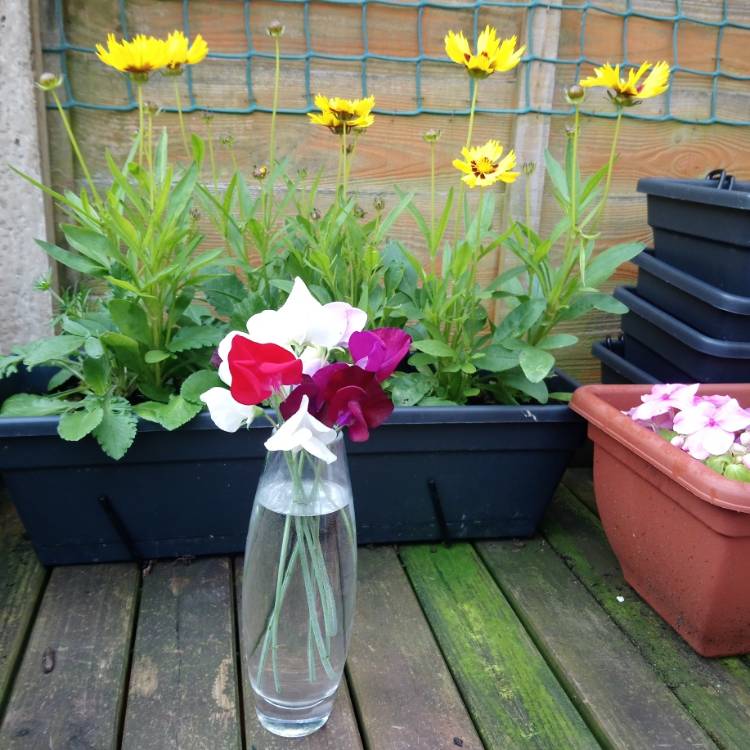 Plant image Lathyrus 'Annual Species Mixed'