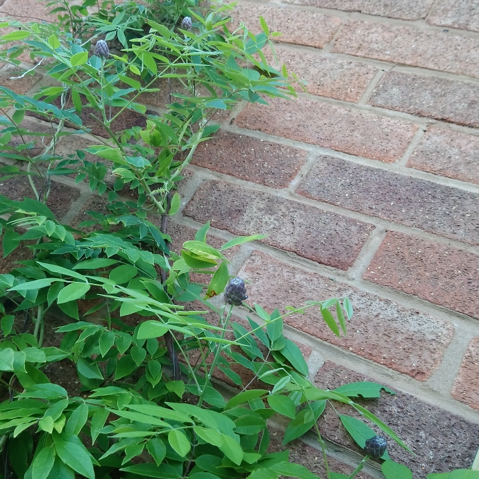 plant image 799151 plant image 799151