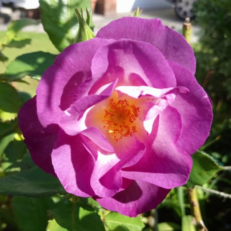 plant image 809374
