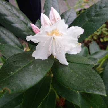 Rhododendron  (Rhododendron Varieties)