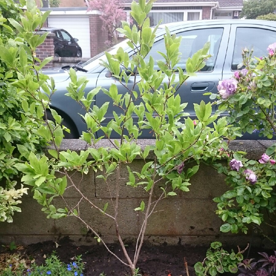 Plant image Magnolia stellata 'Rosea'