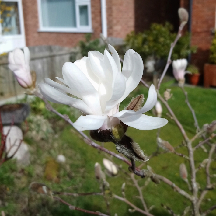 plant image 962394