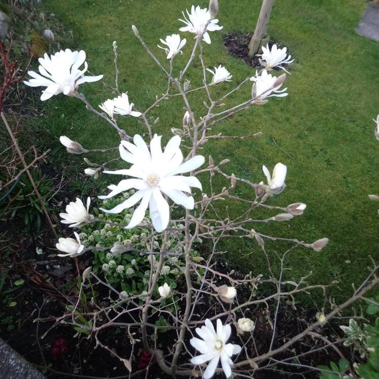 plant image 964343