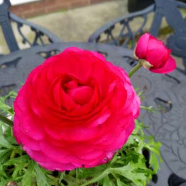 Ranunculus