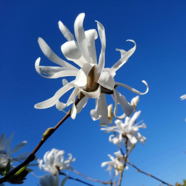 plant image 971334