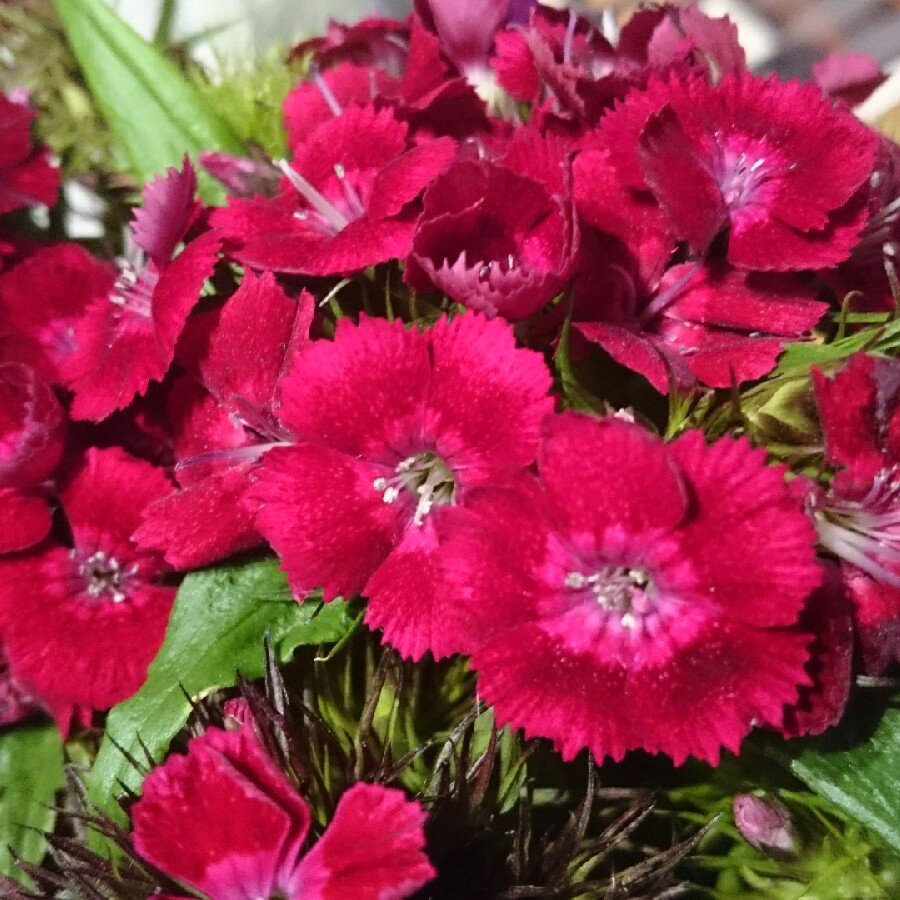 Plant image Dianthus barbatus 'Sweet™ Black Cherry'