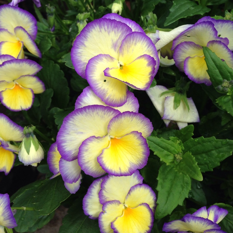 Horned Pansy 'Etain'