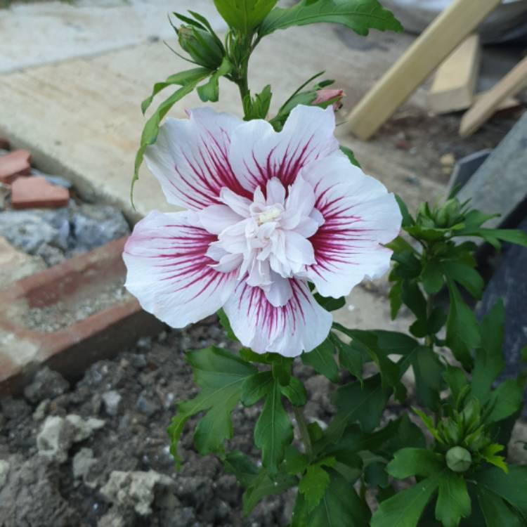 Plant image Hibiscus syriacus 'Rwoods6' syn. Hibiscus syriacus 'Starburst Chiffon'