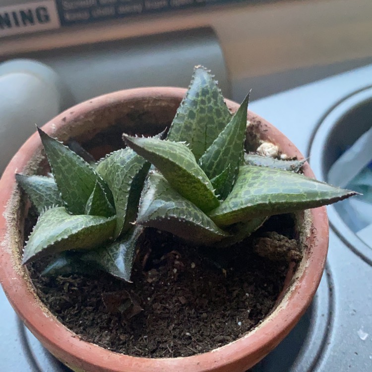 Plant image Haworthia Venosa ssp. Tessllata