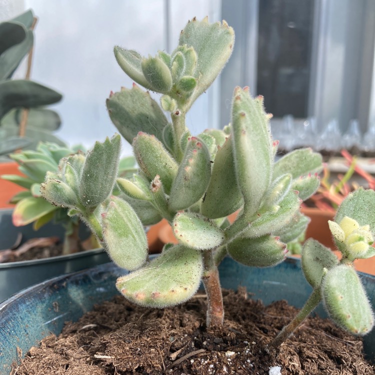 plant image 1239122
