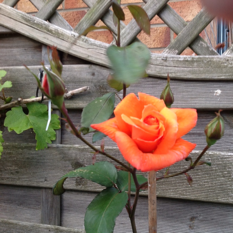 Ann's garden