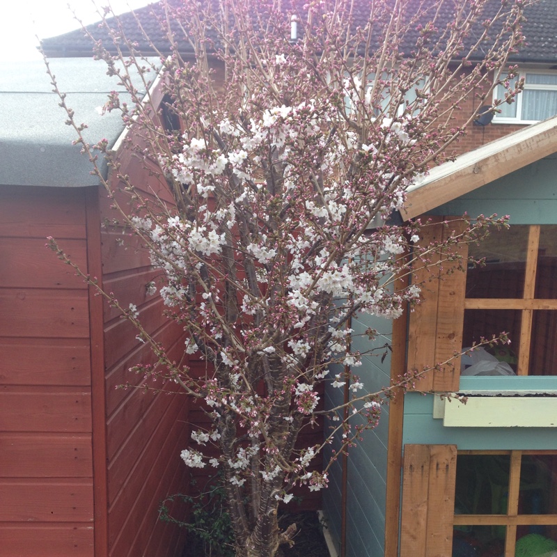 plant image 34969