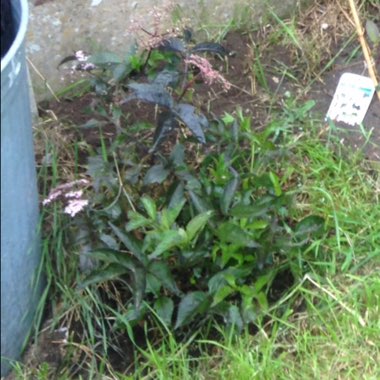 Diana's garden