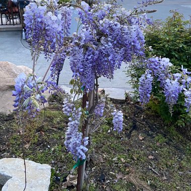 Diana's garden