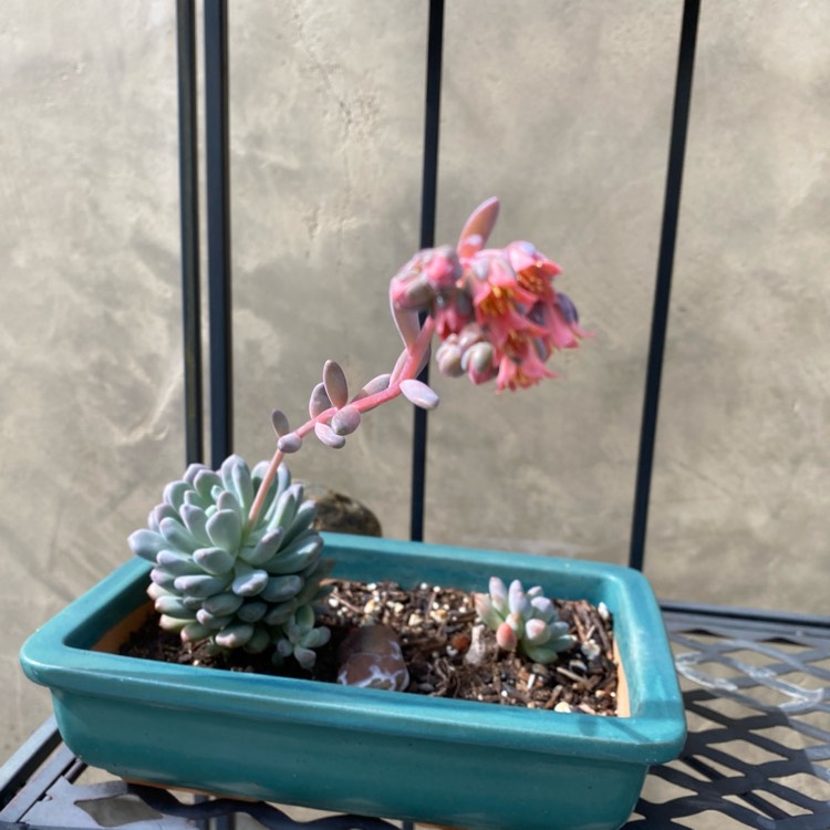 plant image 1446752
