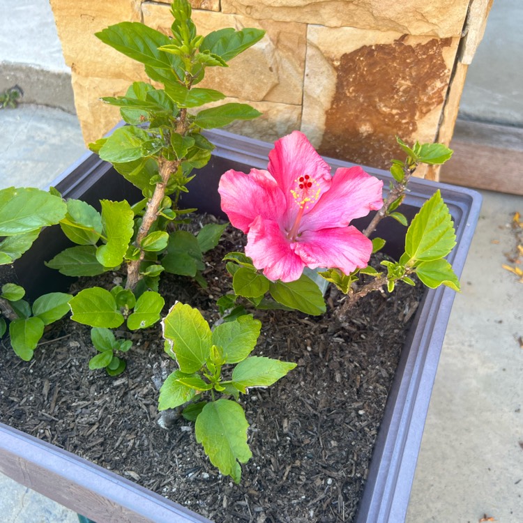 plant image 1713053