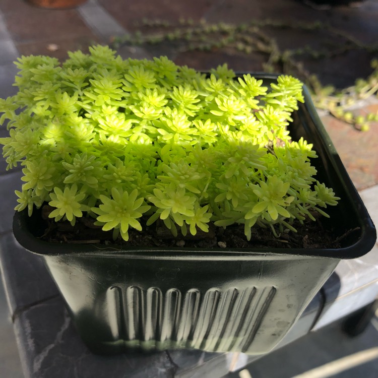 Plant image Sedum japonicum 'Tokyo Sun'