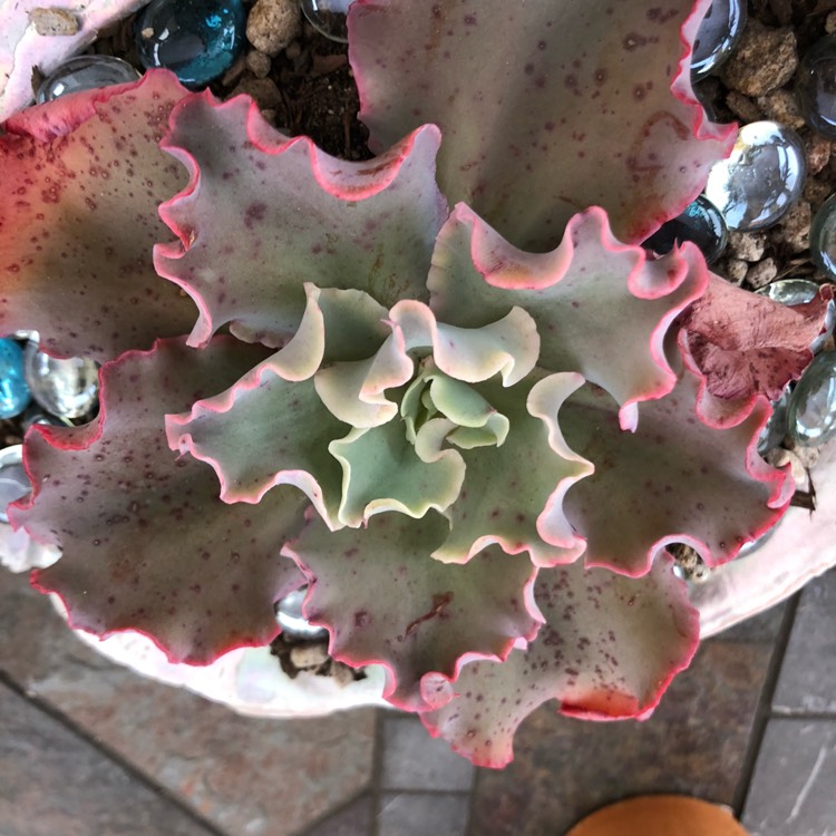Plant image Echeveria Meridian