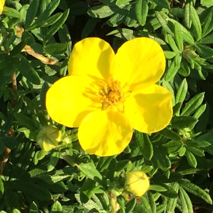 Plant image Potentilla fruticosa 'Goldstar'