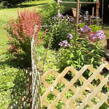Diana's garden