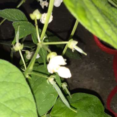 Diana's garden