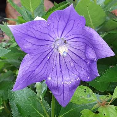 Diana's garden