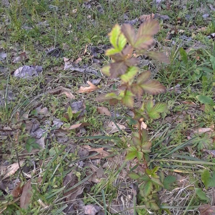 Plant image Rubus Idaeus 'Glen Clova'