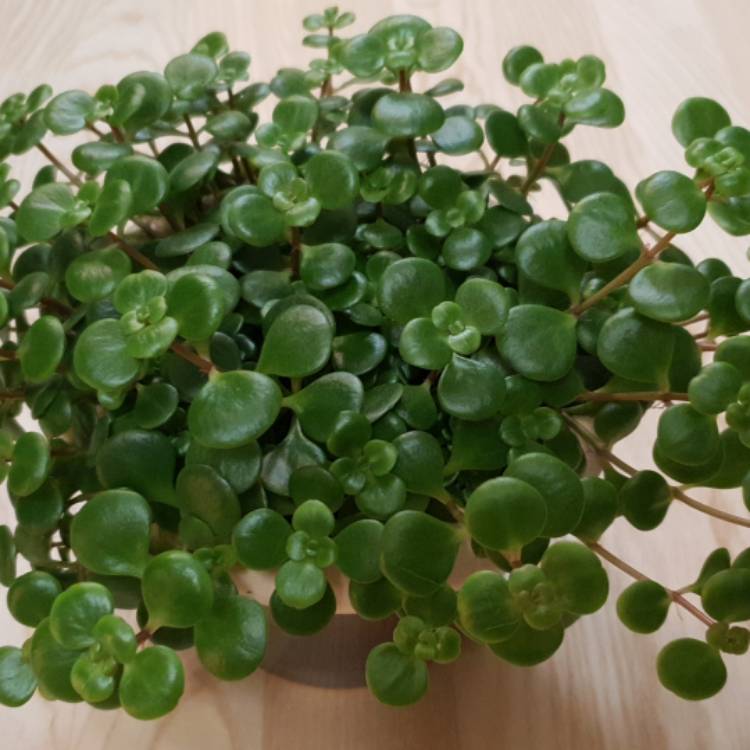 Plant image Sedum makinoi 'Green Blob'
