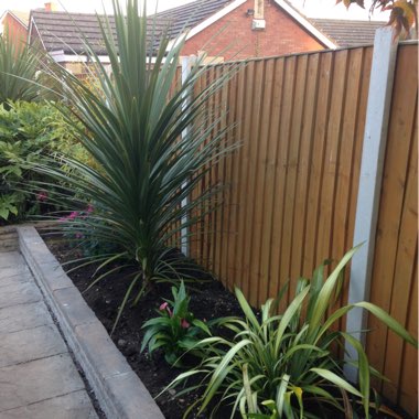 Diane's garden