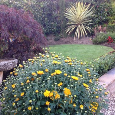 Diane's garden