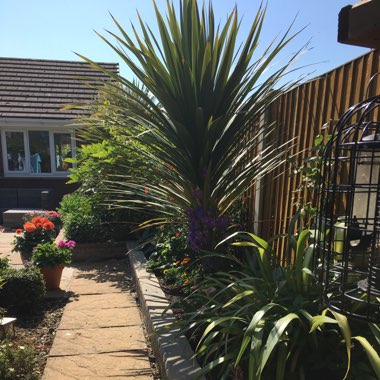 Diane's garden