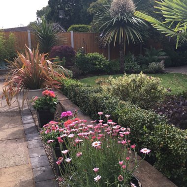 Diane's garden