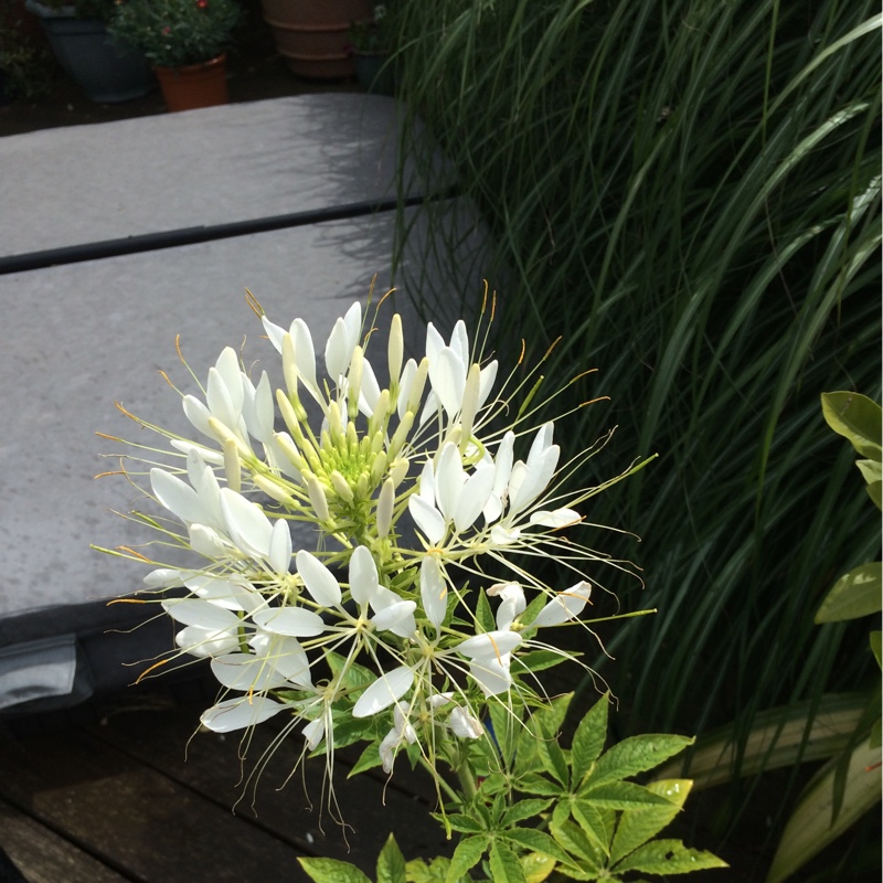 Diane's garden